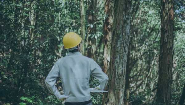 Artificial Intelligence and the Forestry Sector